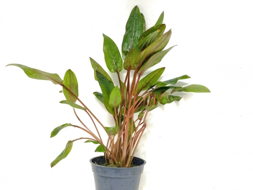 Wassertrompete - Cryptocoryne beckettii viridifolia